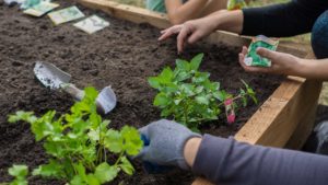 Home Gardening