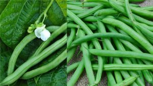 bush beans