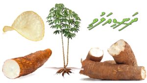 cassava