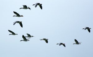 flock-of-birds-508039_1920