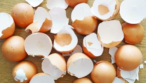 egg shells