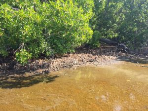 Mangrove Hanimaadhoo