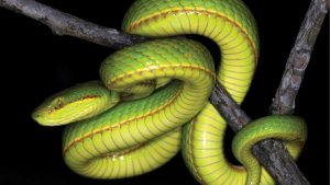 https___cdn.cnn.com_cnnnext_dam_assets_200421185527-slytherin-salazar-pit-viper-trnd