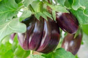 Start-Eggplant-Farming5